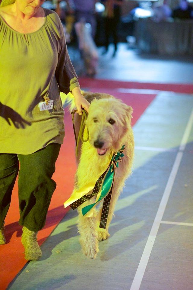 Irsk ulvehund Robin billede 18