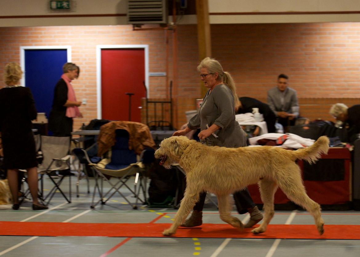 Irsk ulvehund Robin billede 11