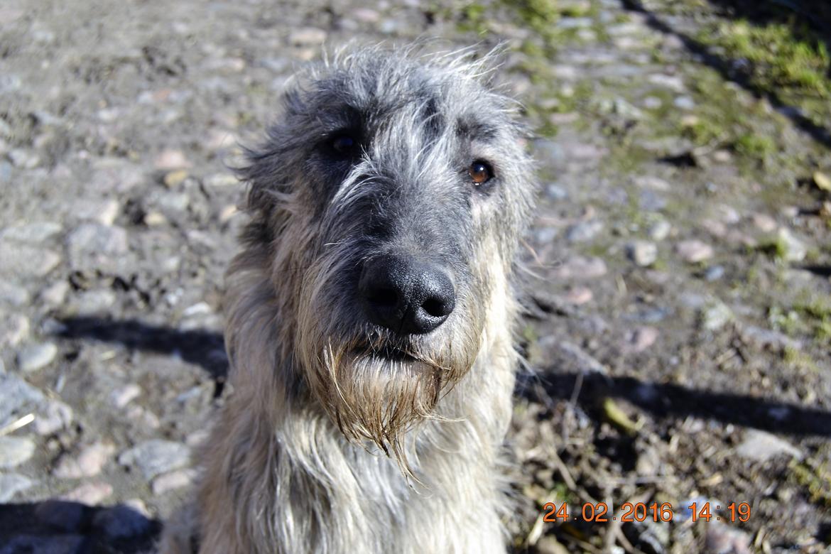 Irsk ulvehund Ziva  billede 9