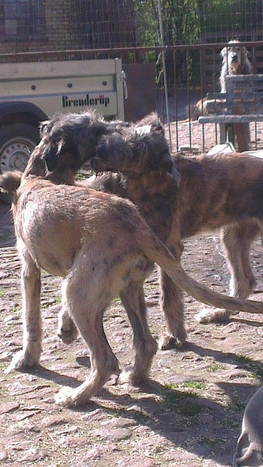 Irsk ulvehund Ziva  billede 5