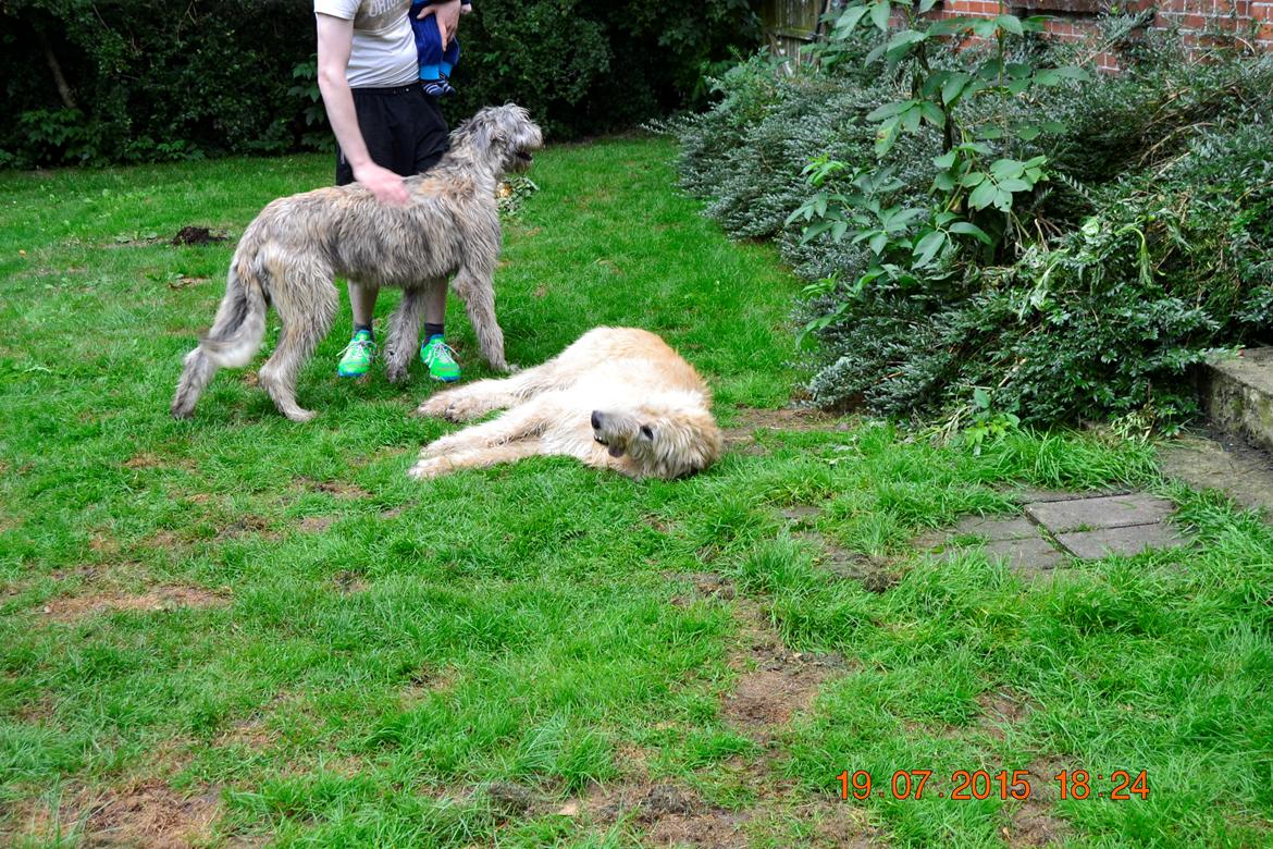 Irsk ulvehund Ziva  billede 6