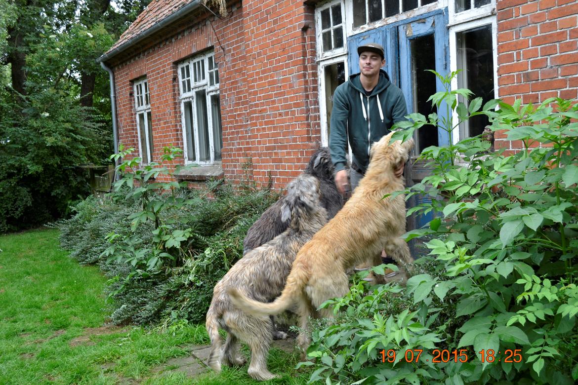 Irsk ulvehund Ziva  billede 7