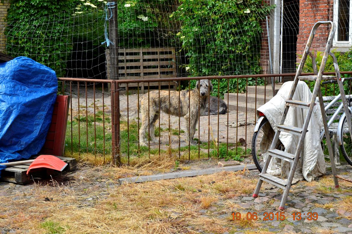 Irsk ulvehund Ziva  billede 4