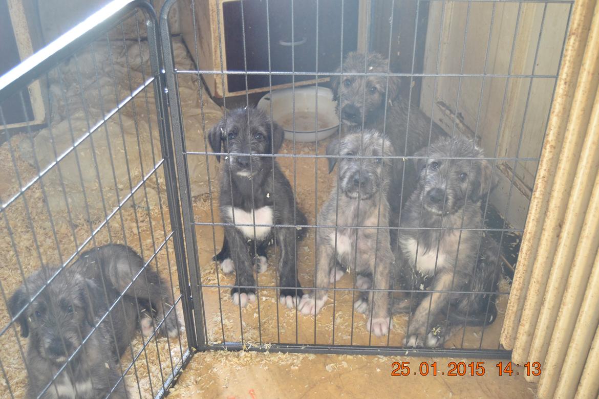 Irsk ulvehund Ziva  billede 2