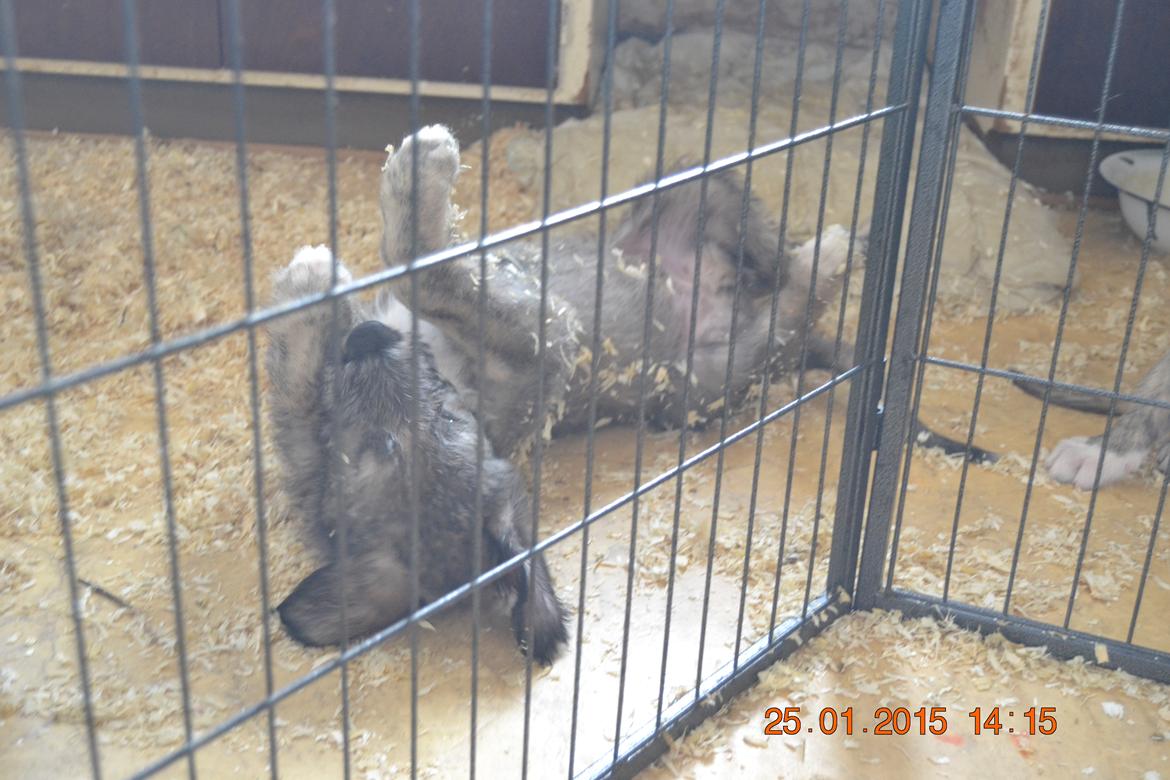 Irsk ulvehund Ziva  billede 1