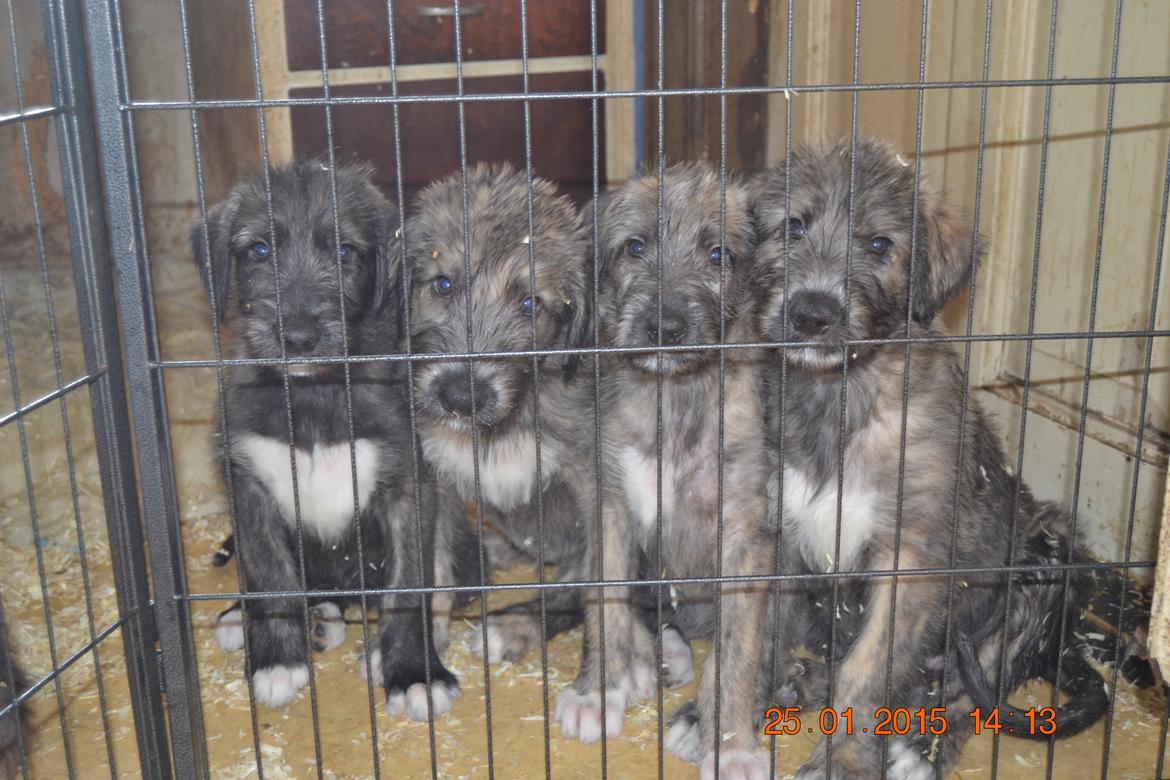 Irsk ulvehund Ziva  billede 3