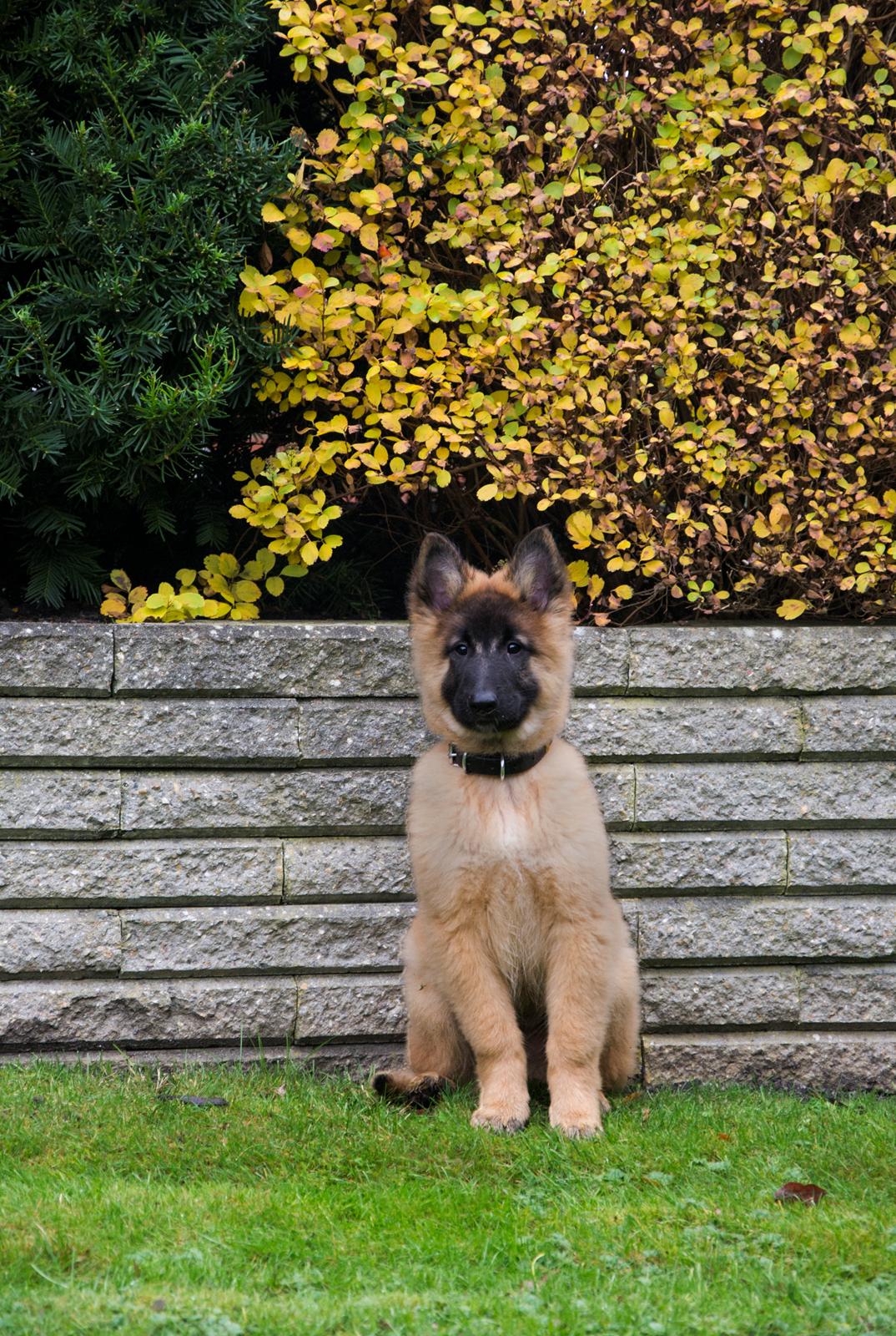 Tervueren Kenzo billede 5