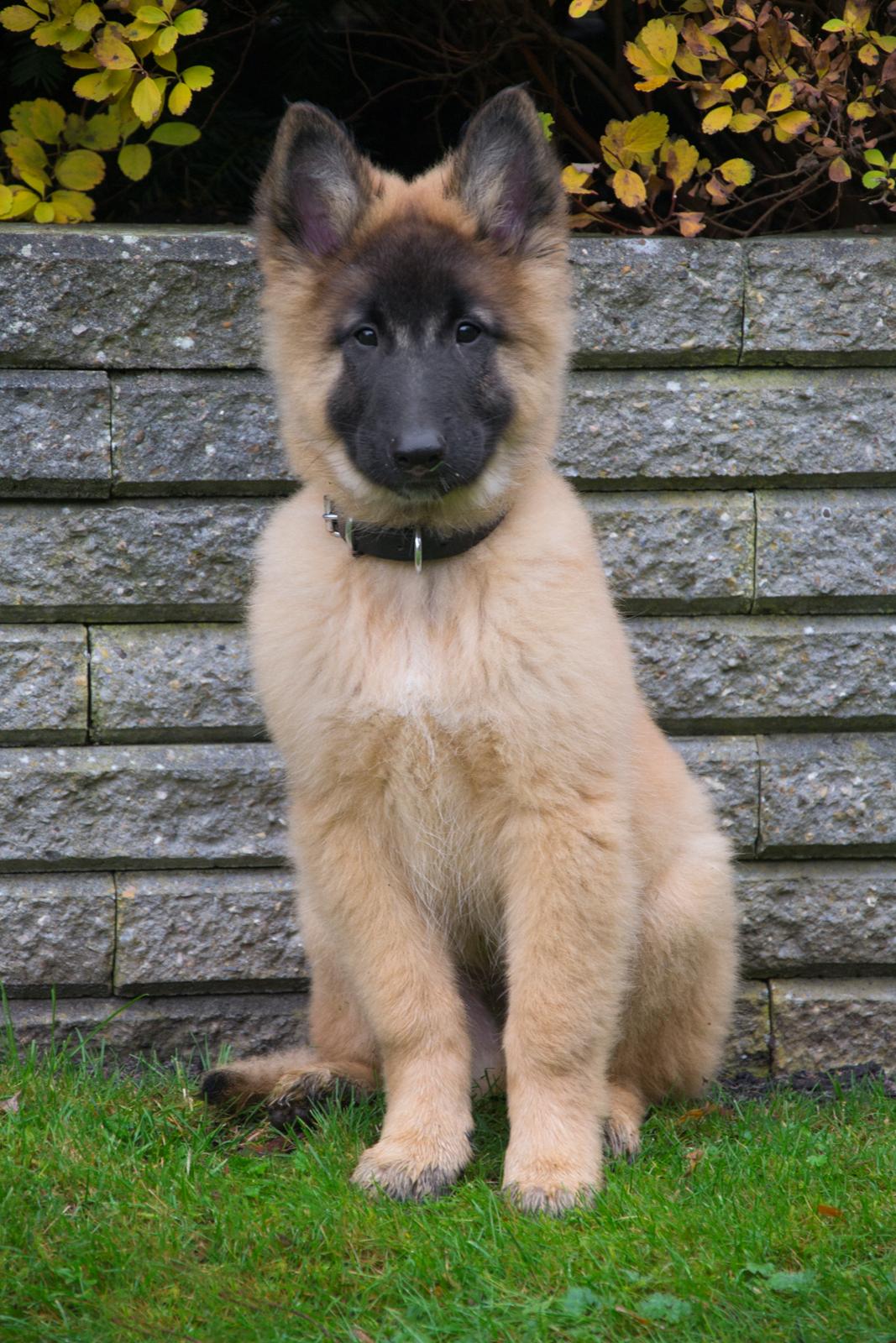 Tervueren Kenzo billede 17