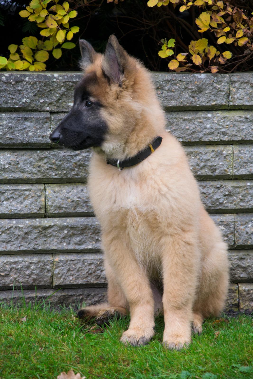 Tervueren Kenzo billede 11