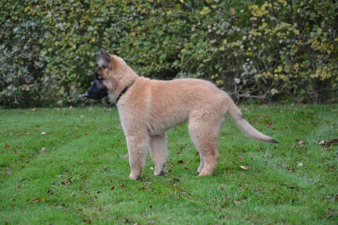 Tervueren Kenzo billede 10