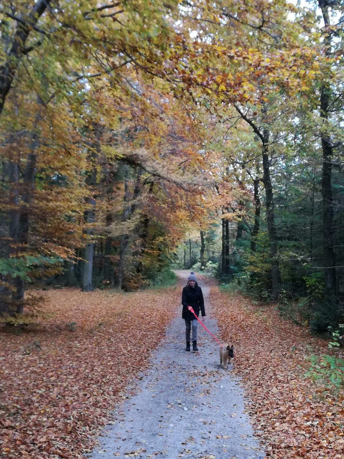 Tervueren Kenzo - På skovtur :) billede 22