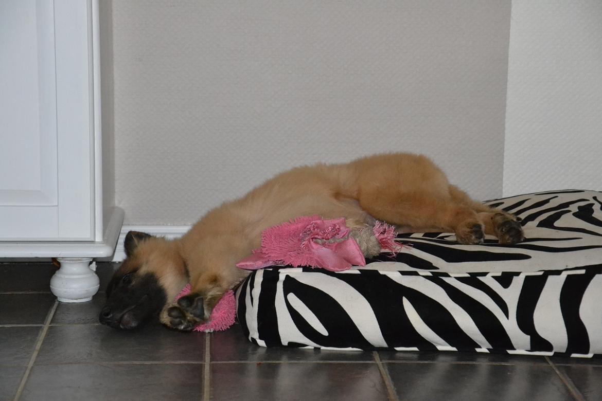 Tervueren Kenzo - Så er vi lige gået kold *Zzzzzzz* billede 20