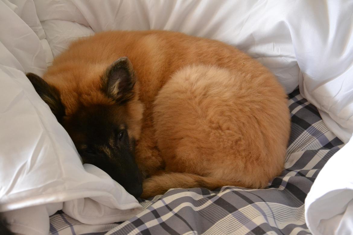 Tervueren Kenzo billede 13