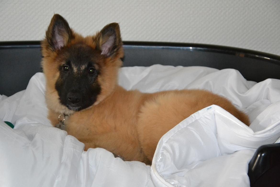 Tervueren Kenzo billede 9