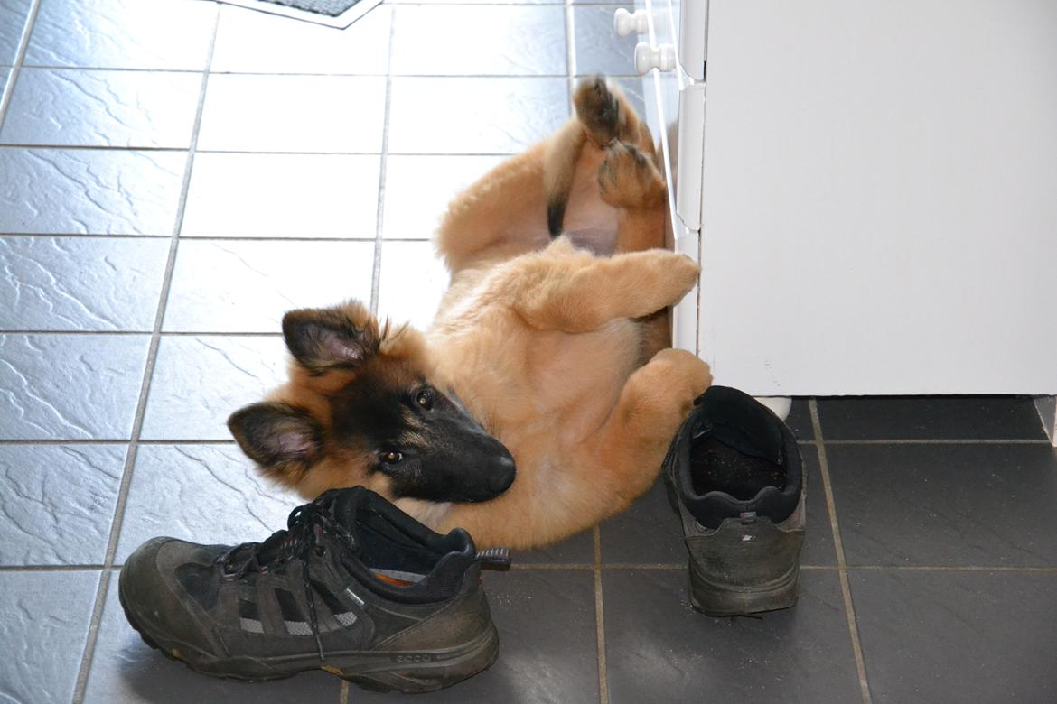 Tervueren Kenzo - Herp, Derp billede 6