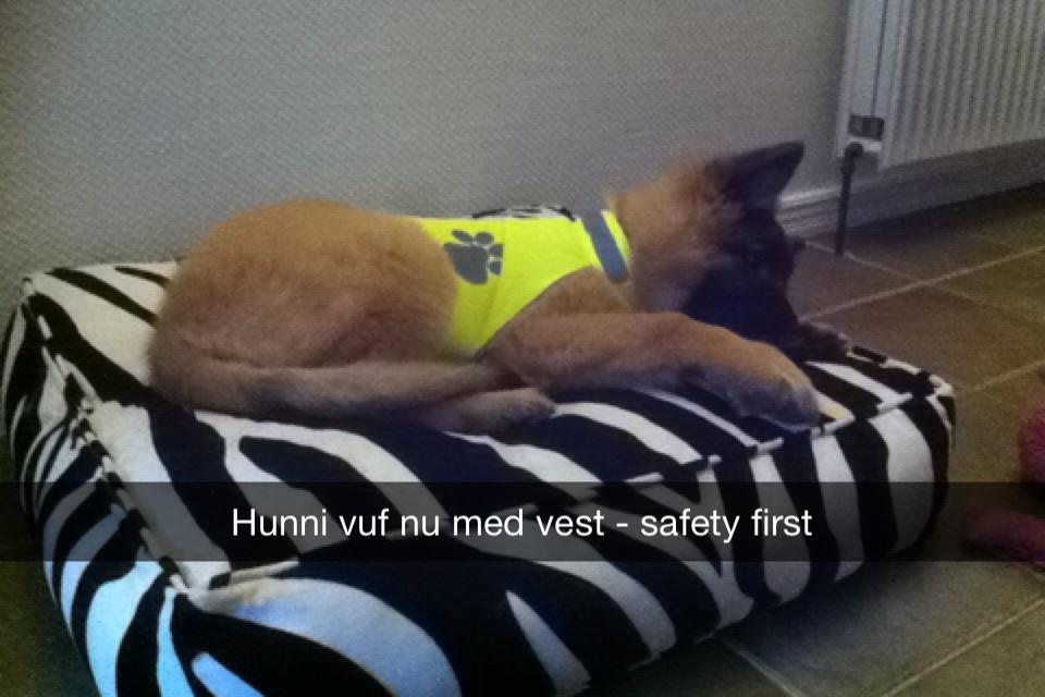 Tervueren Kenzo - Jeps - safety first! ;) billede 24