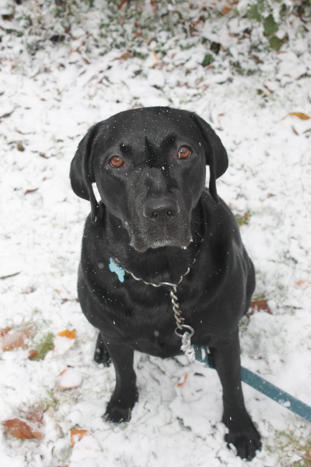 Labrador retriever Obelix billede 8