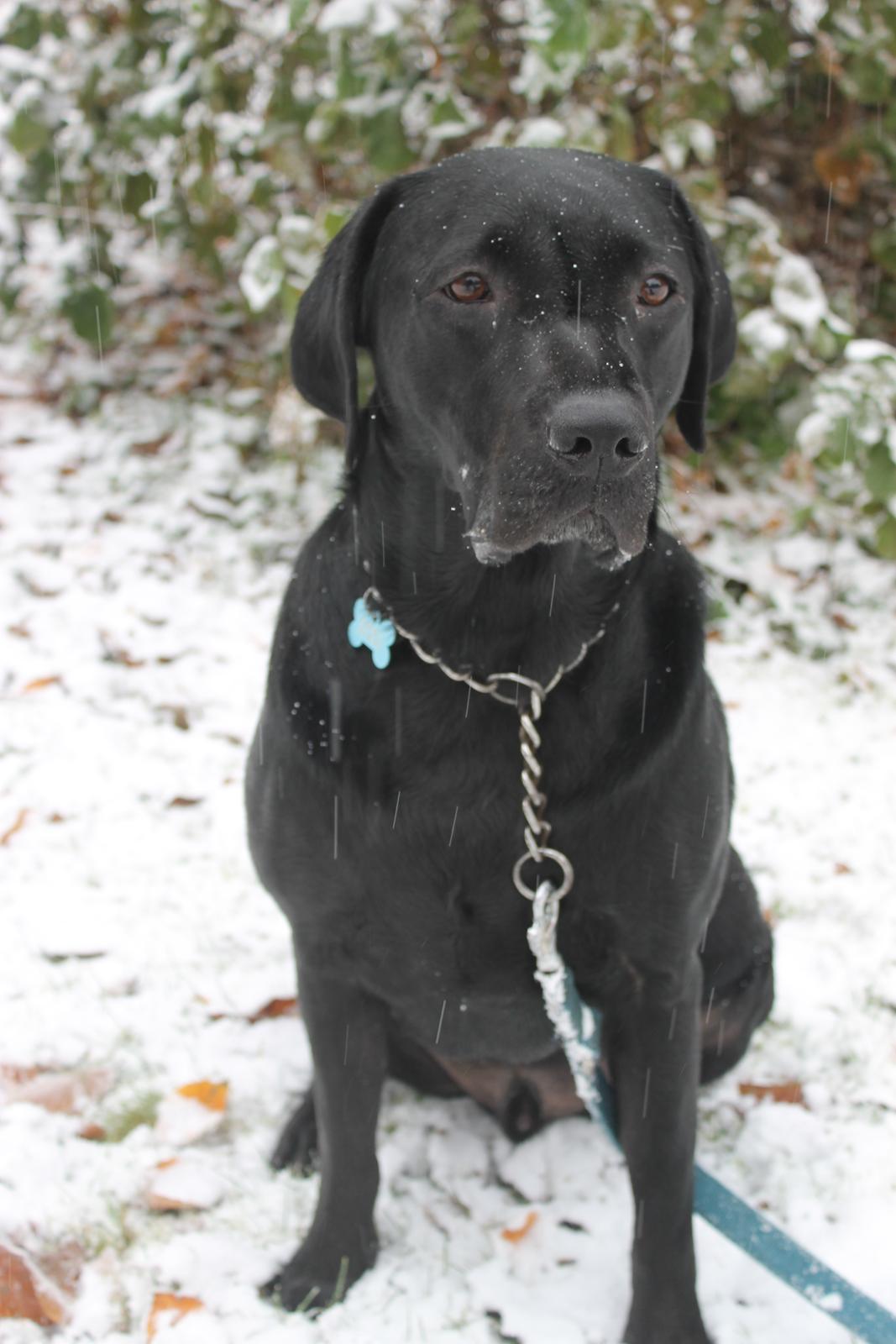 Labrador retriever Obelix billede 7