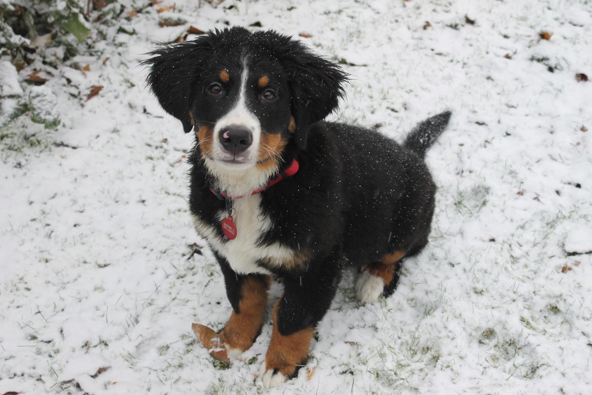 Berner sennenhund lillefix billede 18