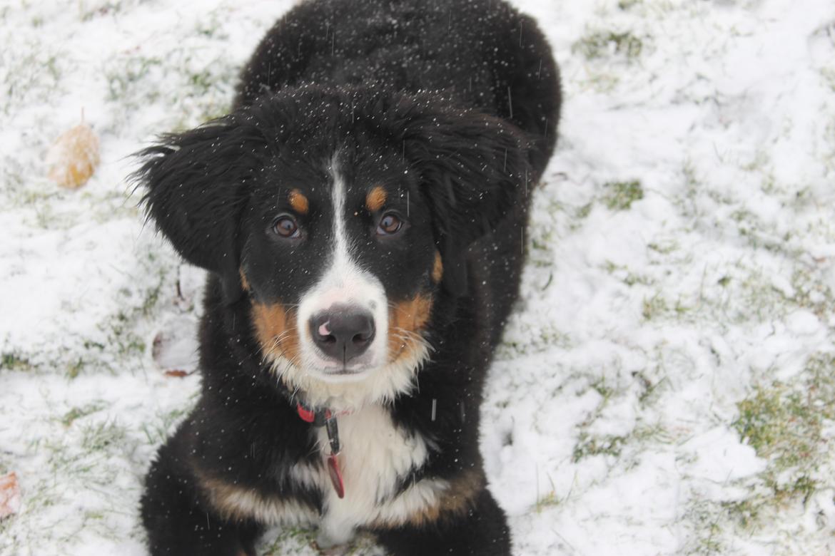 Berner sennenhund lillefix billede 19