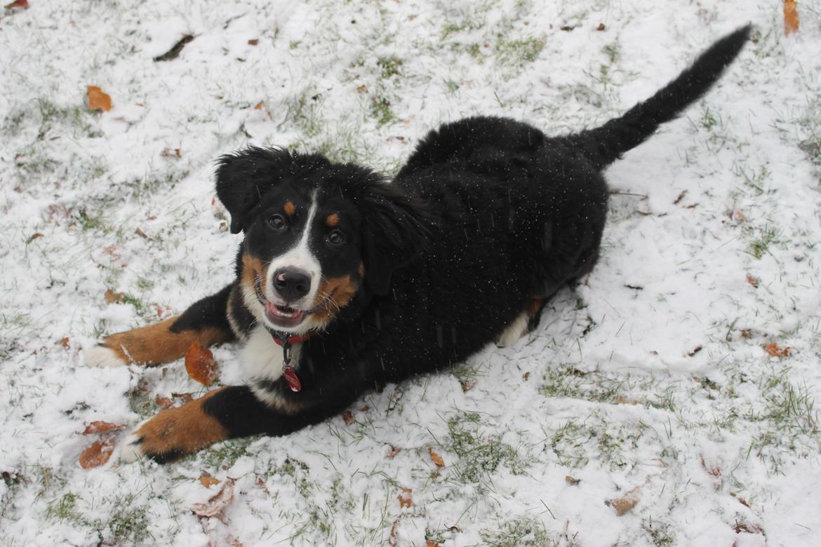 Berner sennenhund lillefix billede 20