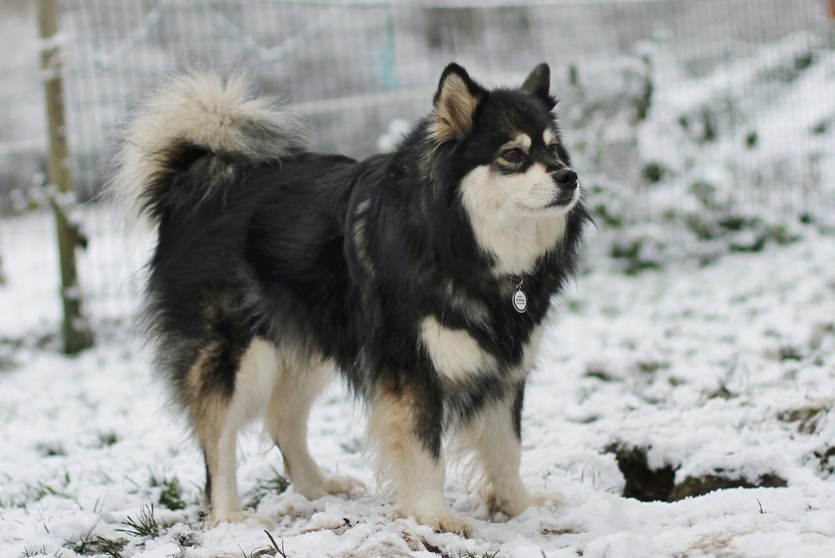 Finsk lapphund Gypsy billede 7