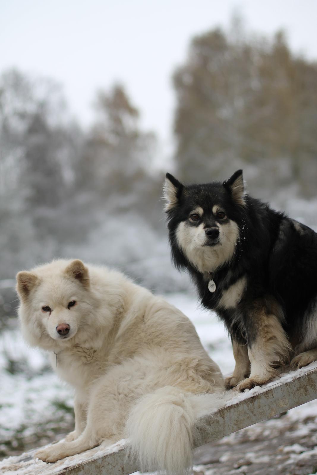 Finsk lapphund Gypsy billede 12