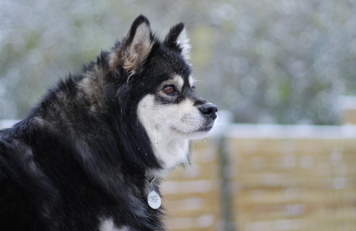 Finsk lapphund Gypsy billede 2
