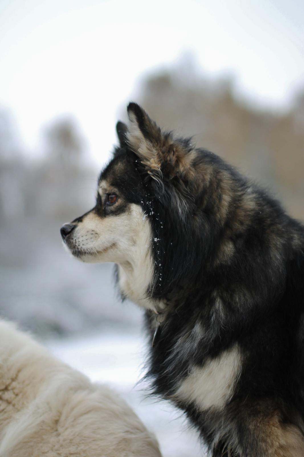 Finsk lapphund Gypsy billede 17