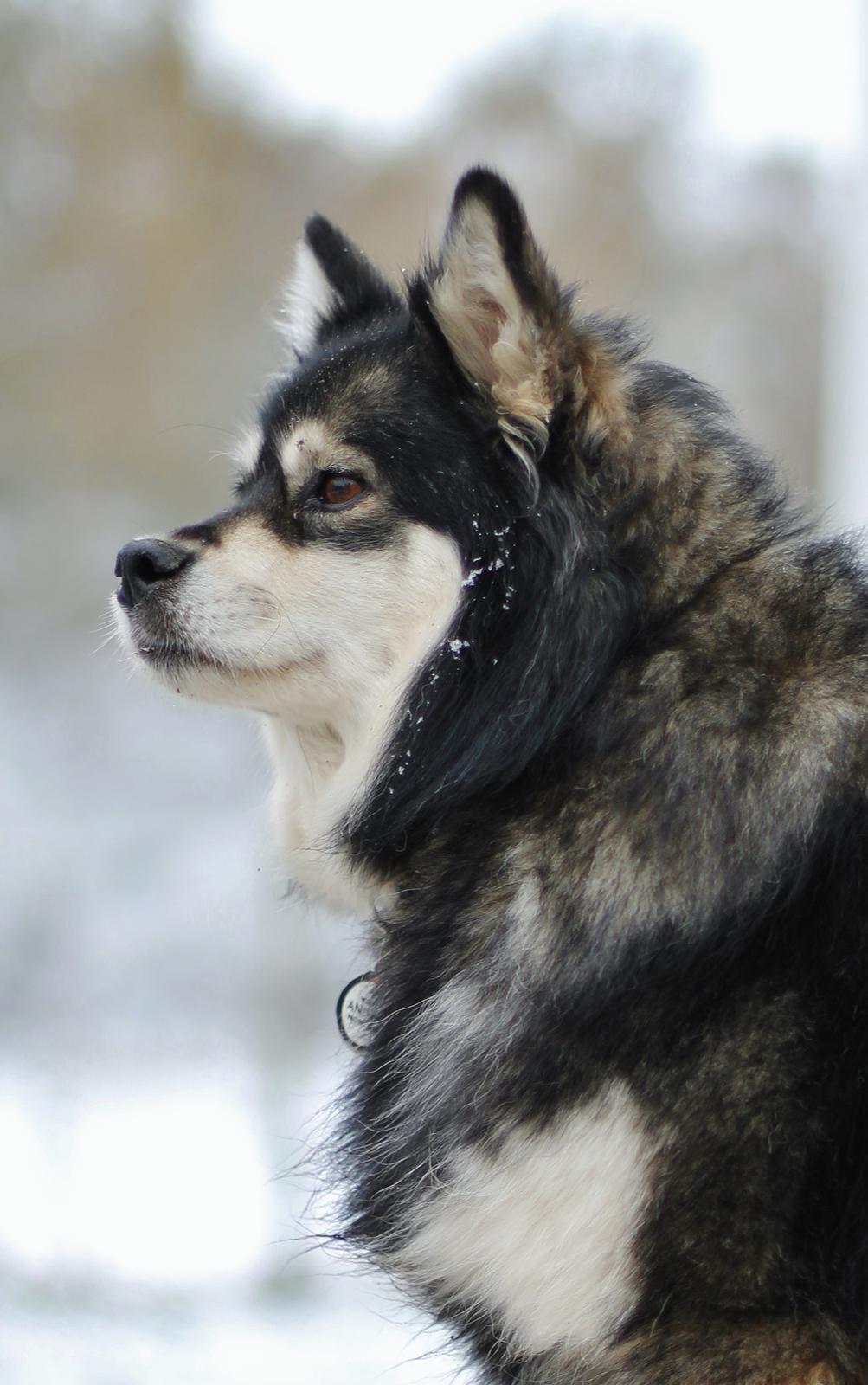 Finsk lapphund Gypsy billede 22