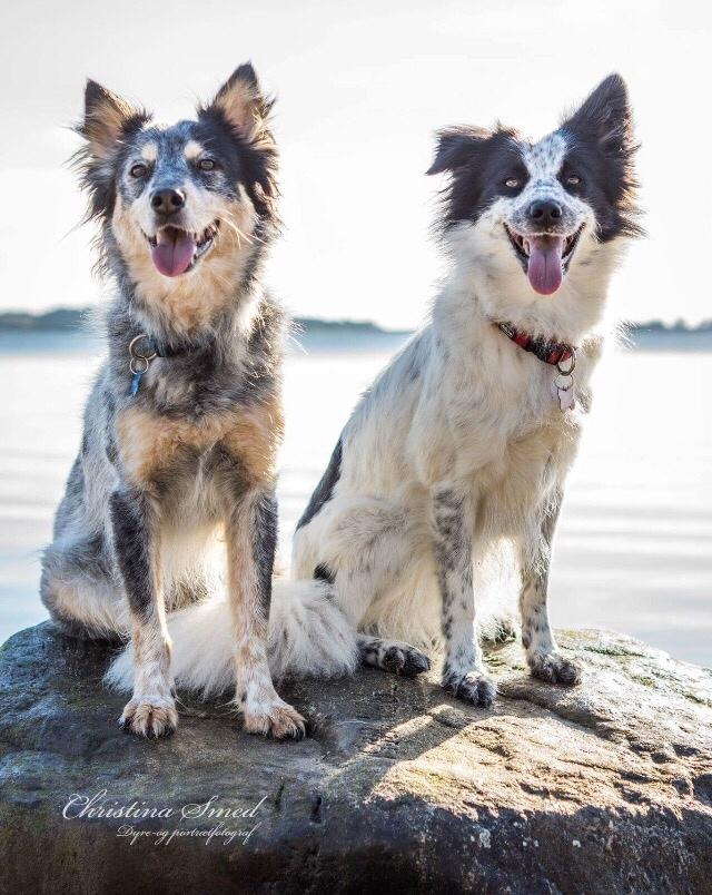 Blanding af racer Nova billede 2