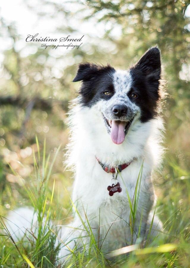 Blanding af racer Nova billede 1