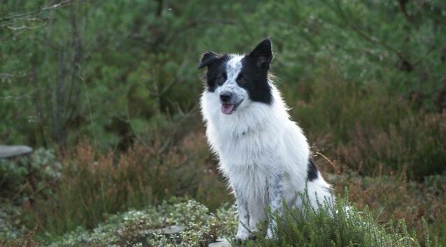 Blanding af racer Nova billede 3