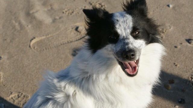 Blanding af racer Nova billede 5