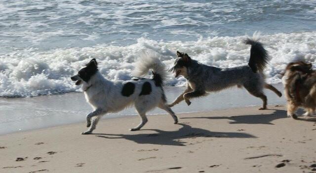 Blanding af racer Nova billede 6