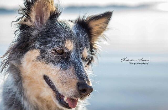 Australsk cattledog Turbo billede 1