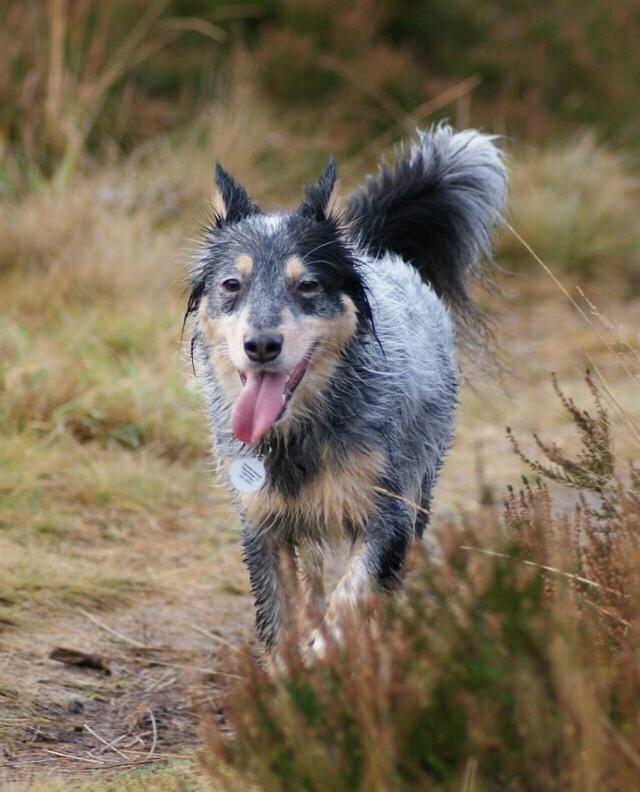 Australsk cattledog Turbo billede 2