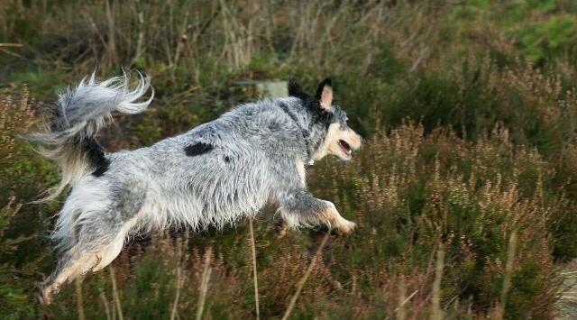 Australsk cattledog Turbo billede 3