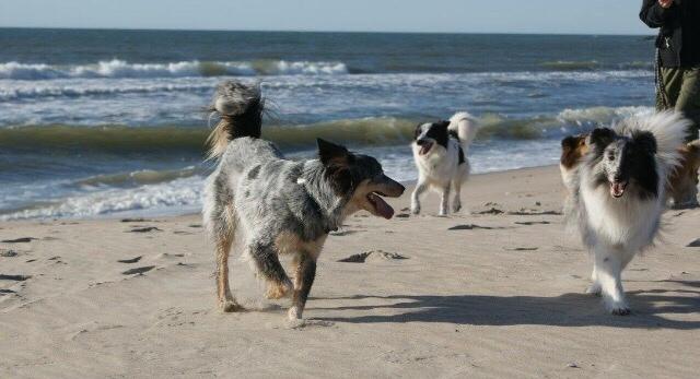 Australsk cattledog Turbo billede 4