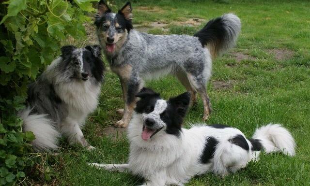 Australsk cattledog Turbo billede 5