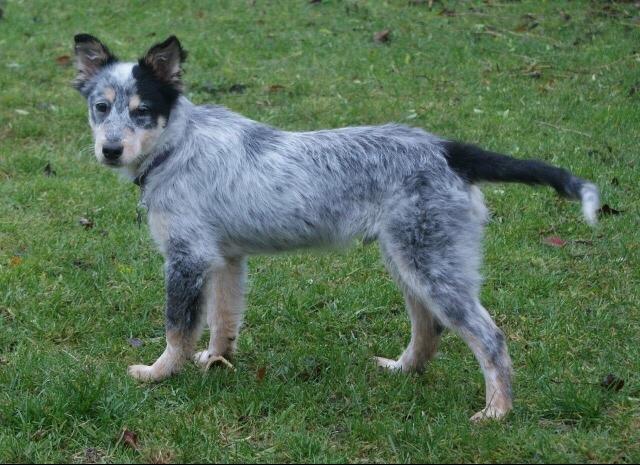 Australsk cattledog Turbo billede 6