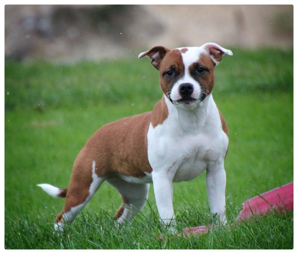Staffordshire bull terrier * QT * billede 8