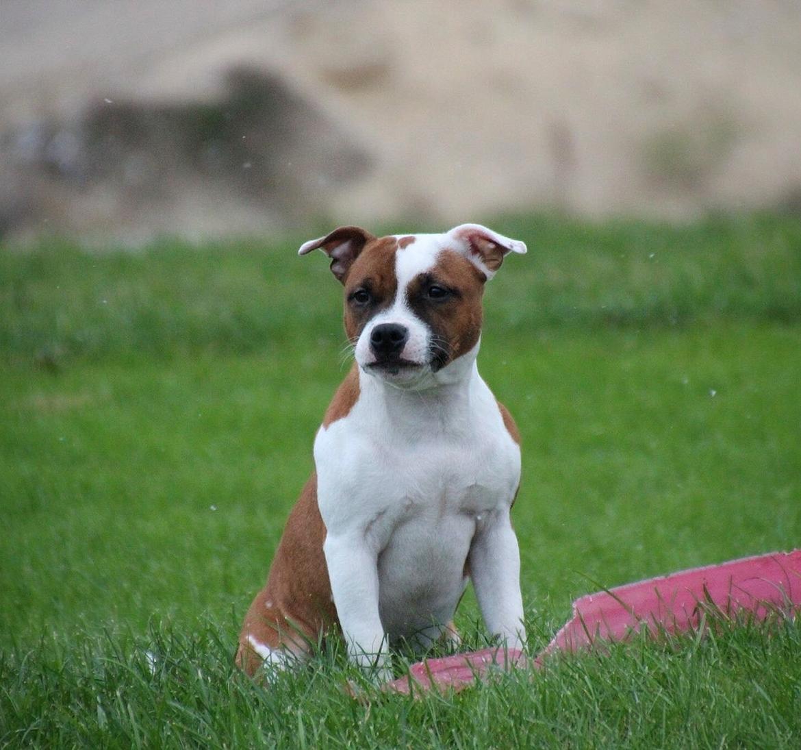 Staffordshire bull terrier * QT * billede 9