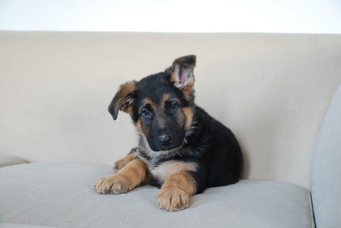 Schæferhund Diego billede 2