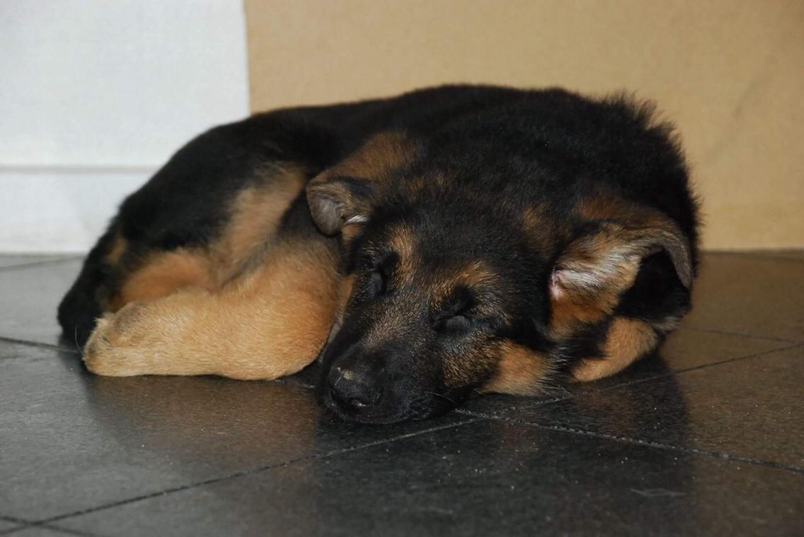 Schæferhund Diego billede 1