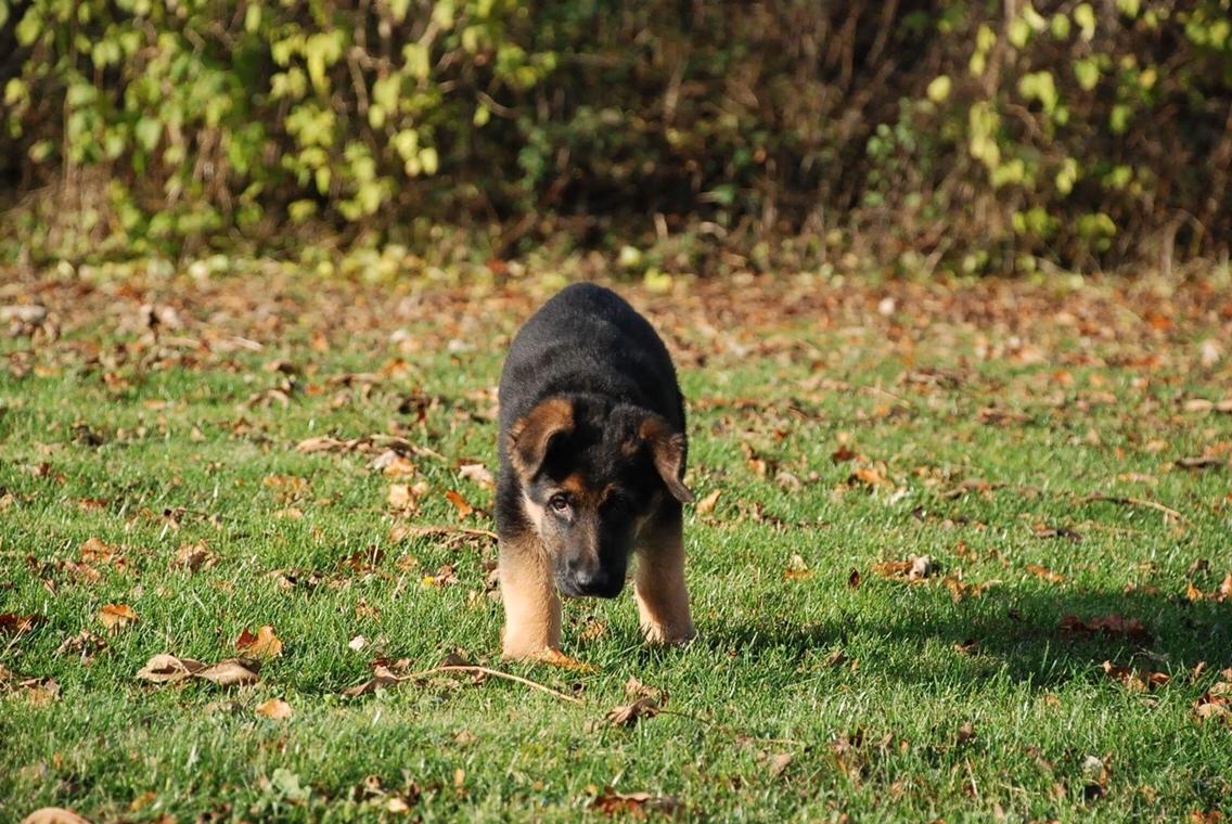 Schæferhund Diego billede 3