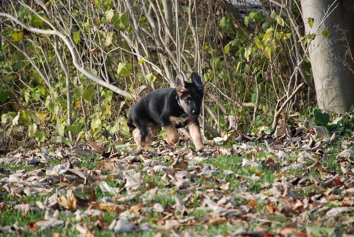 Schæferhund Diego billede 5