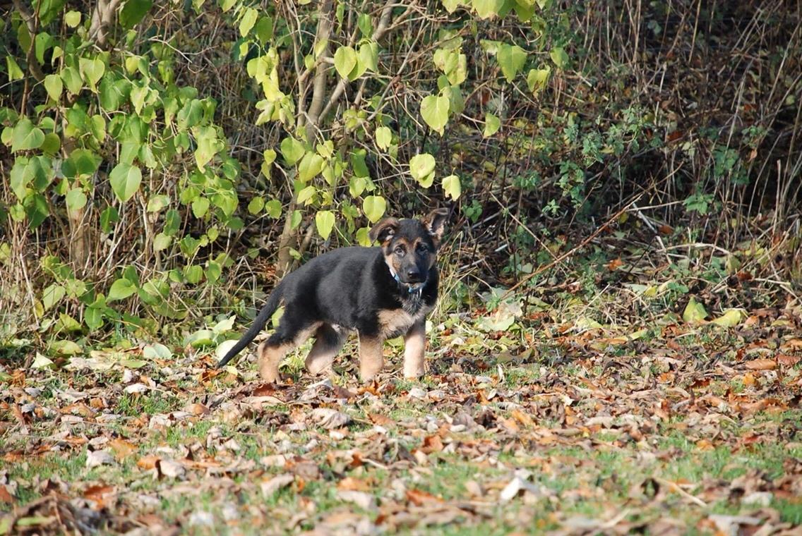 Schæferhund Diego billede 6