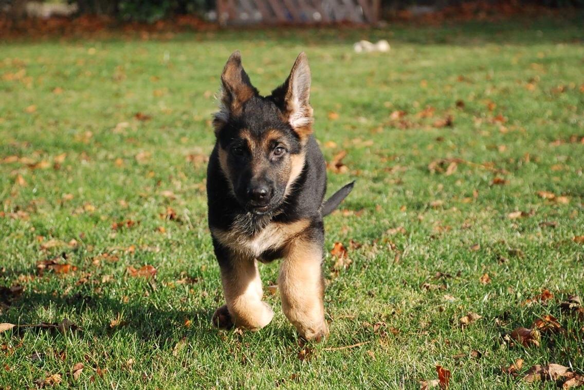 Schæferhund Diego billede 4