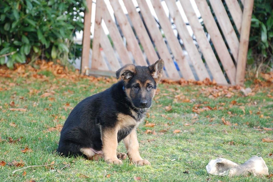 Schæferhund Diego billede 7